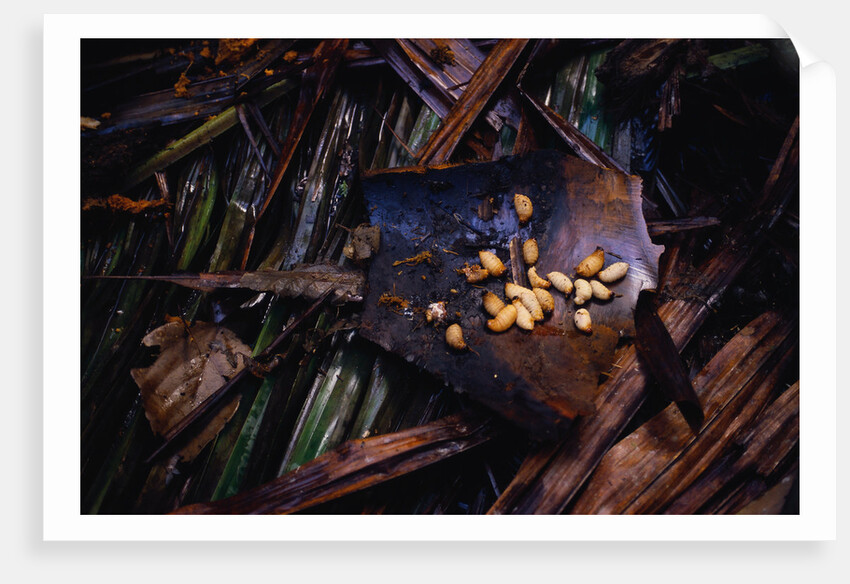 Edible Grubs are a Korowai Delicacy by Anonymous