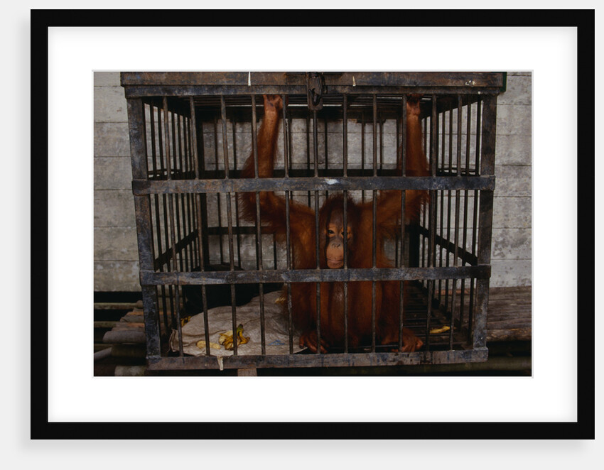Juvenile Orangutan in Cage by Anonymous