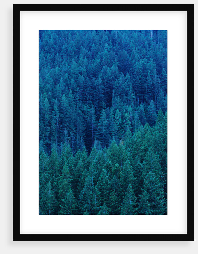 Old Growth Forest in Washington's Olympic National Forest by Anonymous
