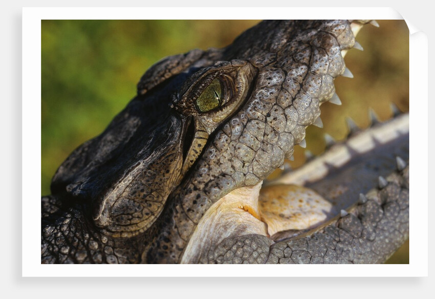 American Crocodile by Anonymous