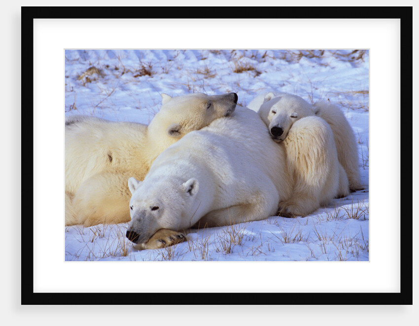 Polar Bear with Cubs by Anonymous
