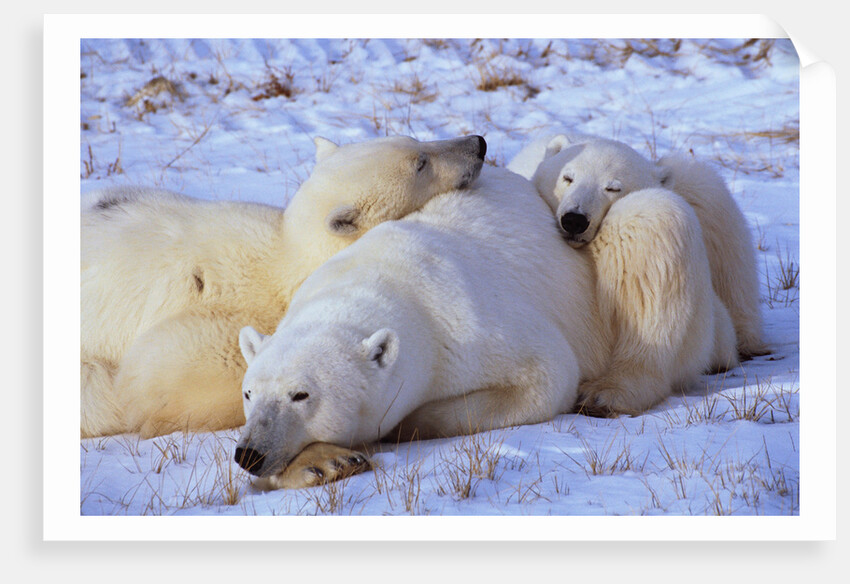 Polar Bear with Cubs by Anonymous
