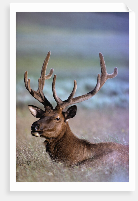 Bull Elk by Anonymous