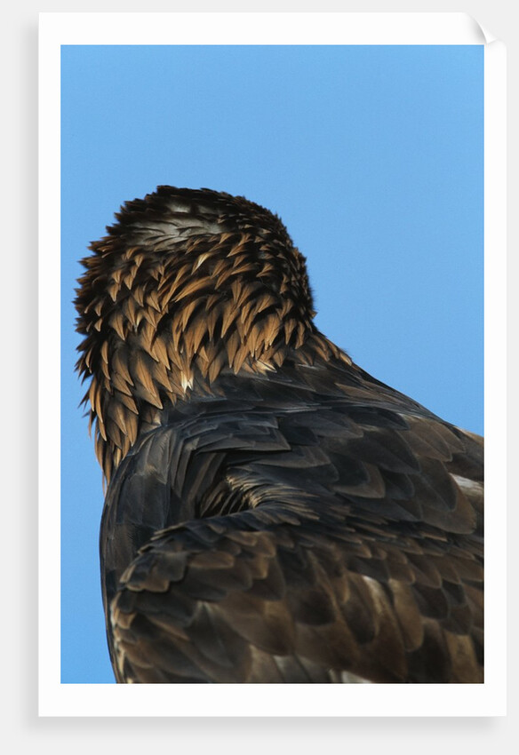 Golden Eagle by Anonymous