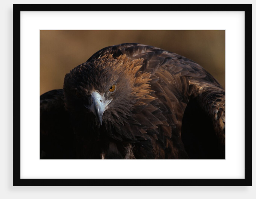 Golden Eagle by Anonymous