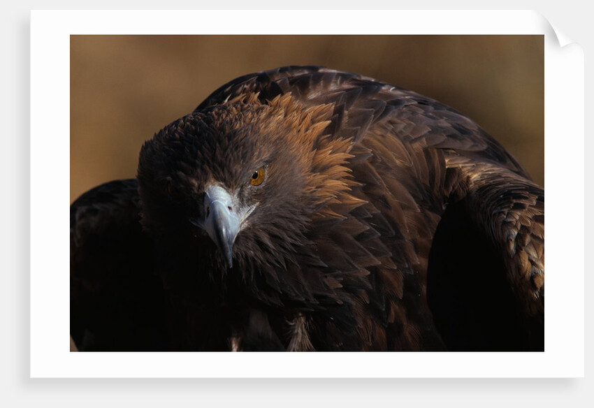 Golden Eagle by Anonymous