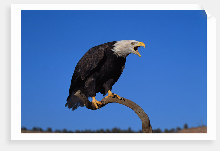 Bald Eagle by Anonymous