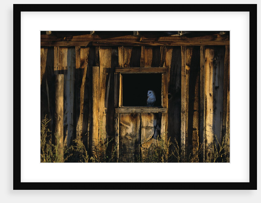 Barn Owl in Barn Window by Anonymous