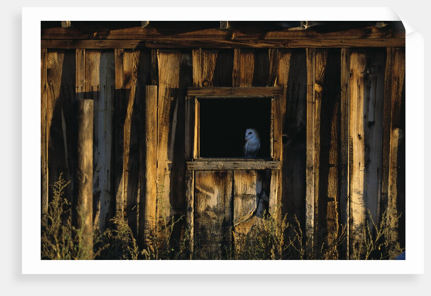 Barn Owl in Barn Window by Anonymous