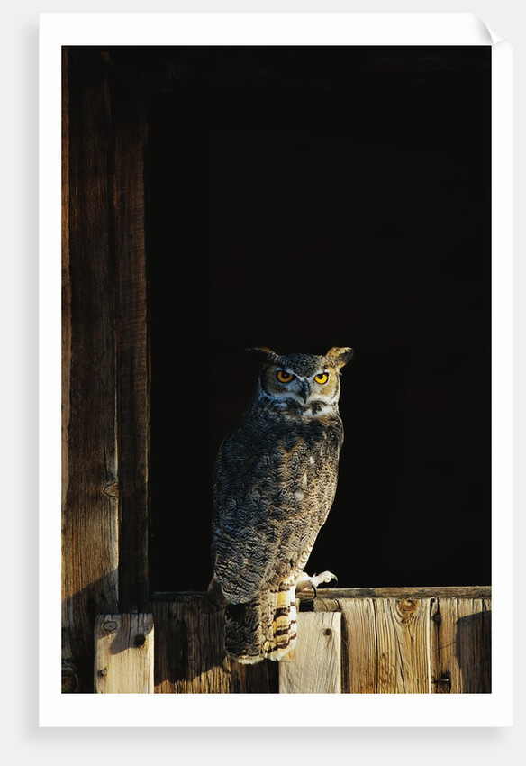 Great Horned Owl by Anonymous