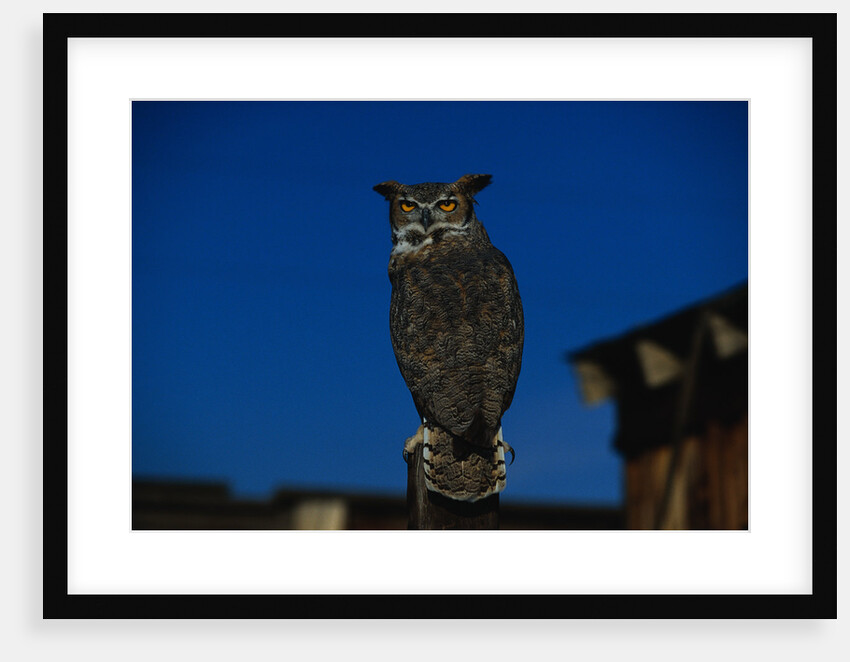Great Horned Owl by Anonymous