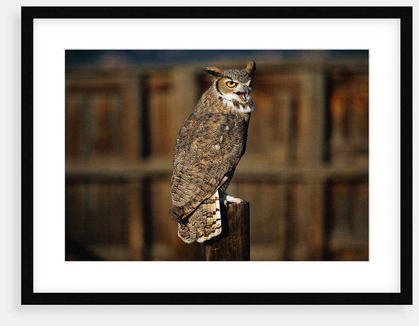Great Horned Owl by Anonymous