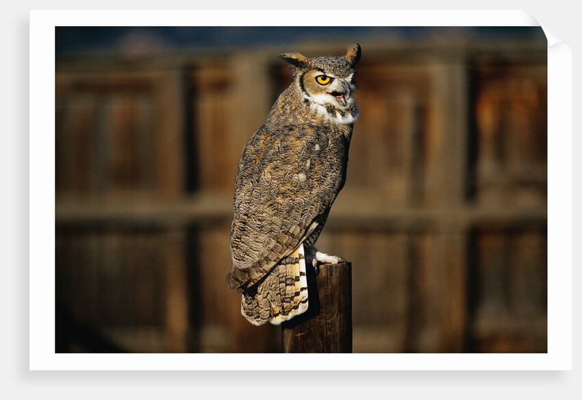 Great Horned Owl by Anonymous