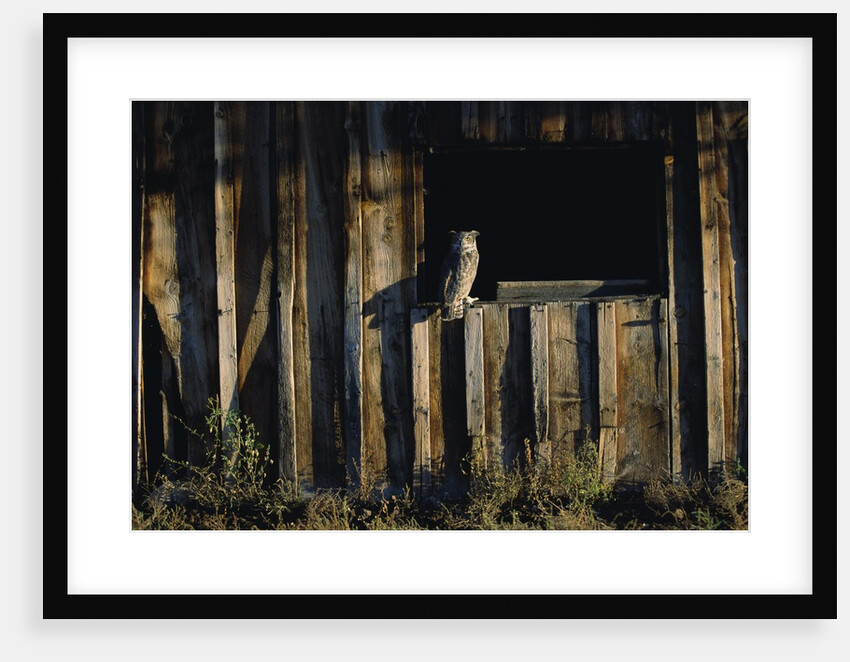 Great Horned Owl by Anonymous
