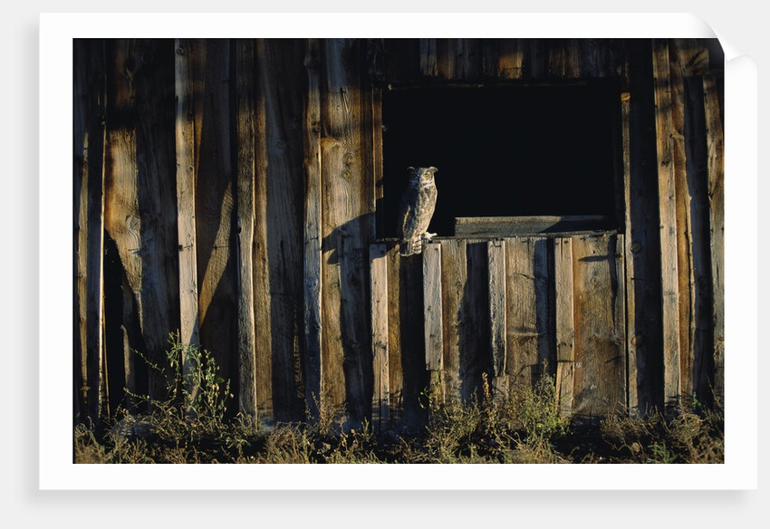 Great Horned Owl by Anonymous