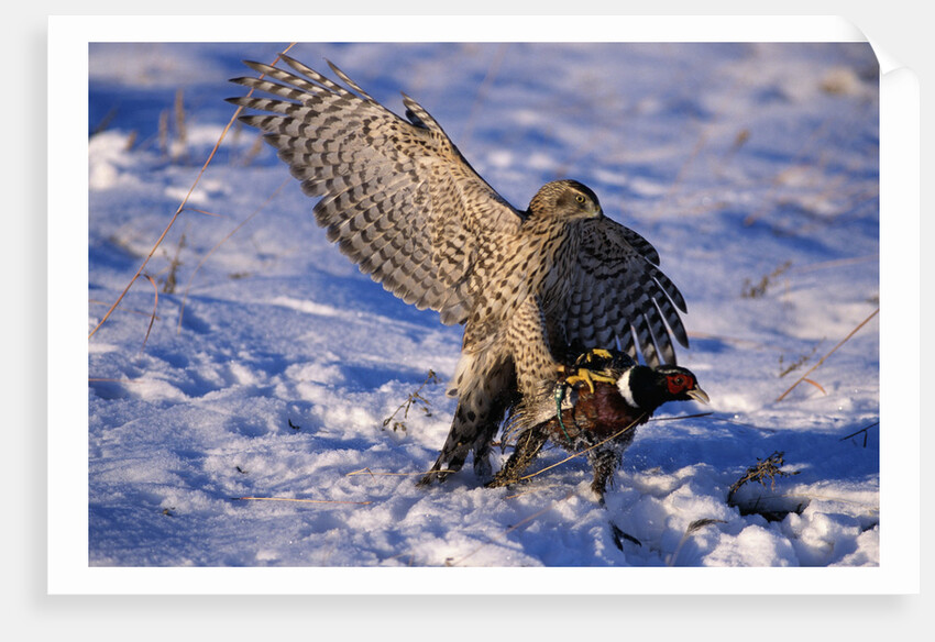 Goshawk Catching Prey by Anonymous