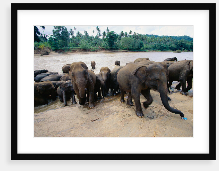 Elephants Bathing at Pinnewala Orphanage by Anonymous