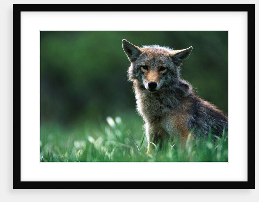 Coyote in Alpine Meadow by Anonymous