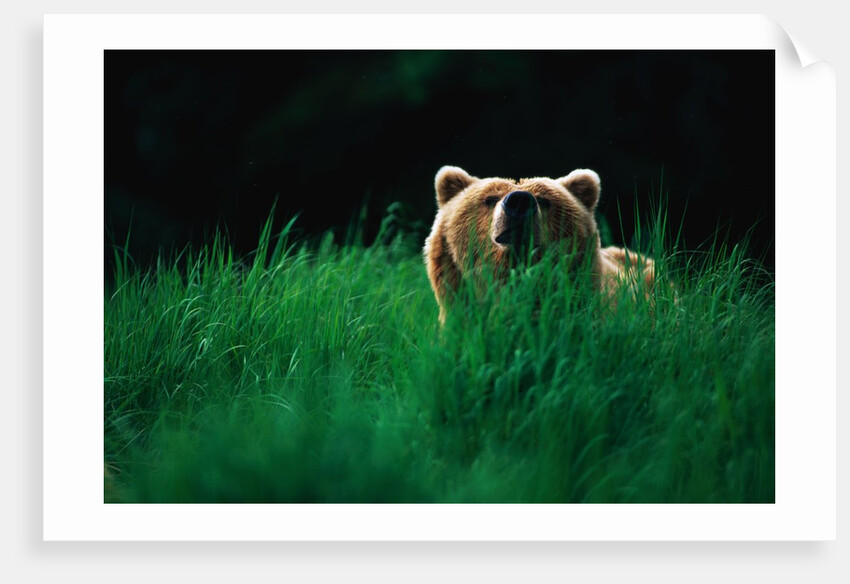Brown Bear in Tall Grass by Anonymous