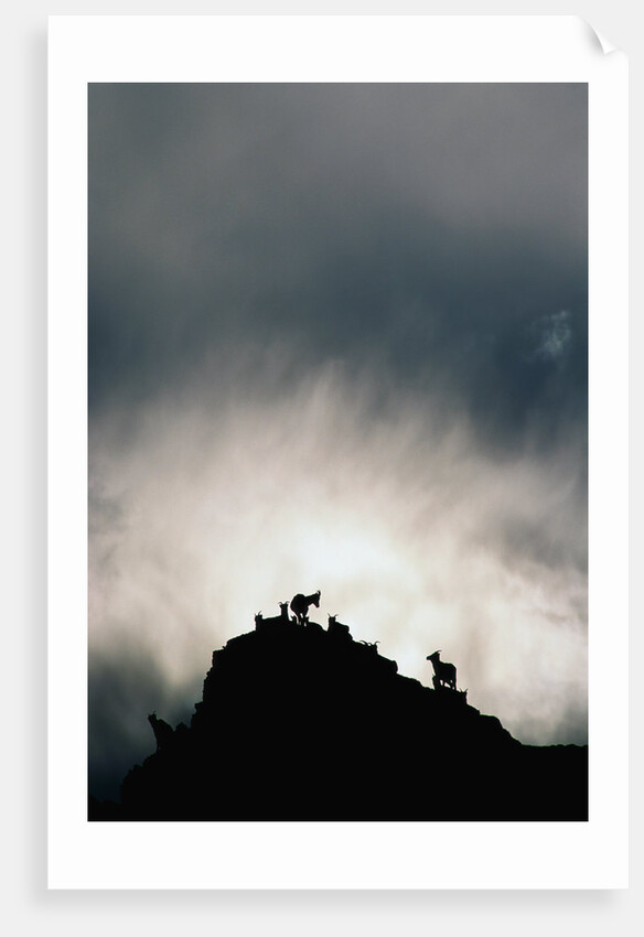 Dall's Sheep on Cliff at Sunset by Anonymous