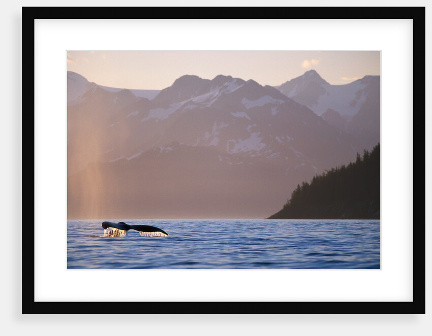 Humpback Whale Surfacing in Aialik Bay by Anonymous