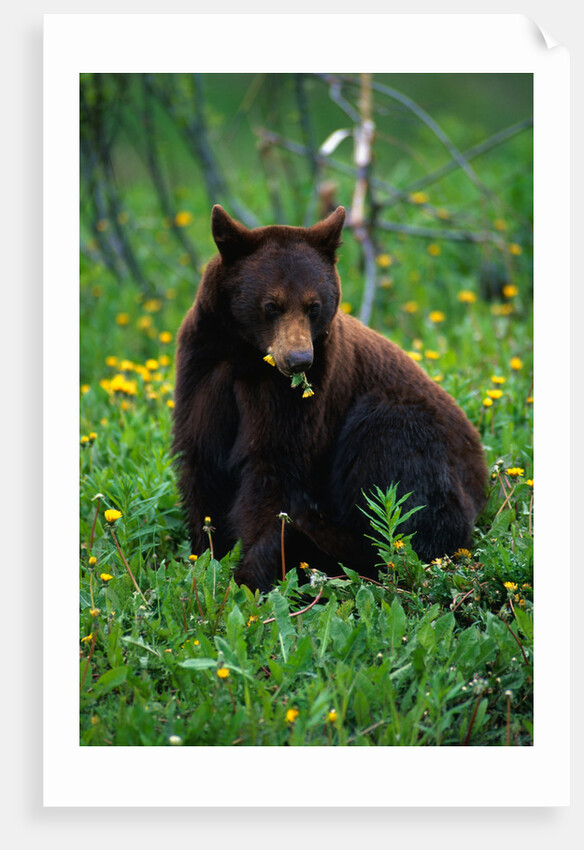 Black Bear Eating Dandelions in Meadow by Anonymous