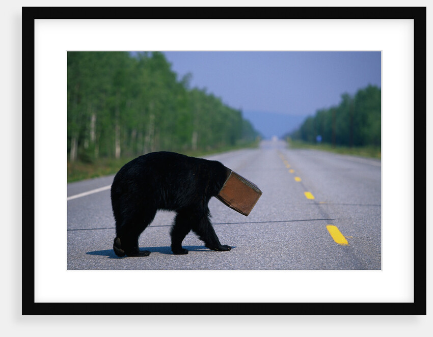 Black Bear Crossing Highway by Anonymous