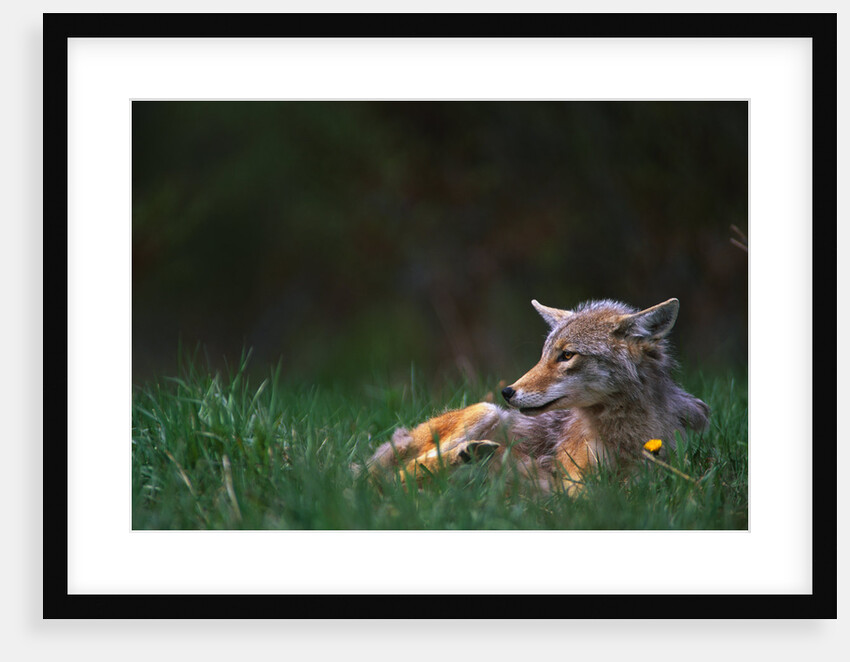 Coyote Lounging in Alpine Meadow by Anonymous