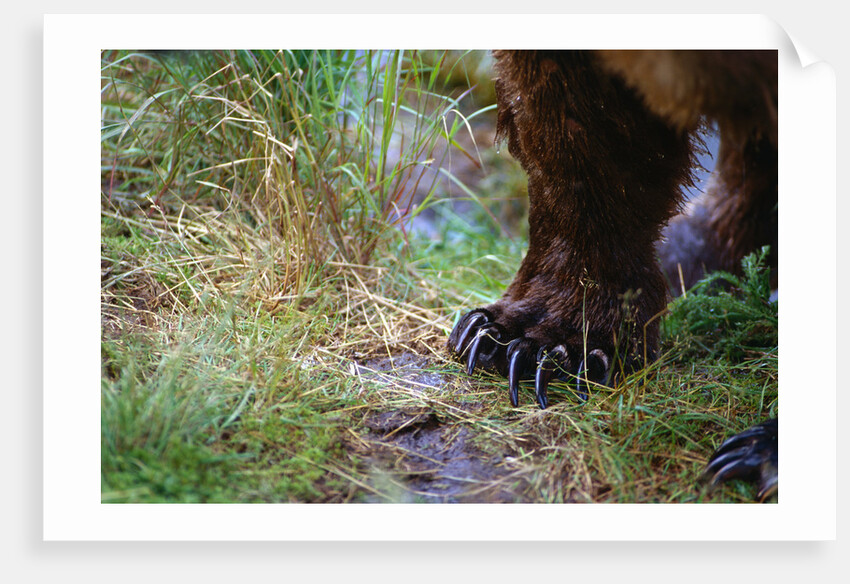 Close-up of Grizzly Bear's Claws by Anonymous