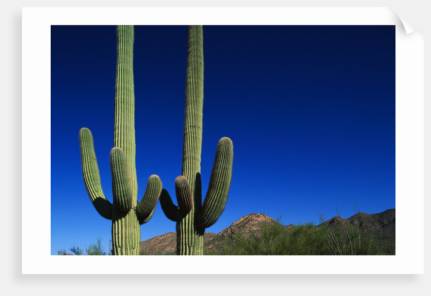 Cactuses at Sunrise by Anonymous