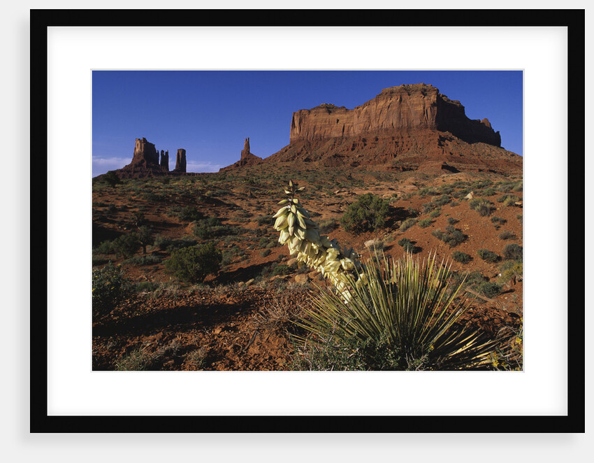 Yucca Plant and Sandstone Monument by Anonymous