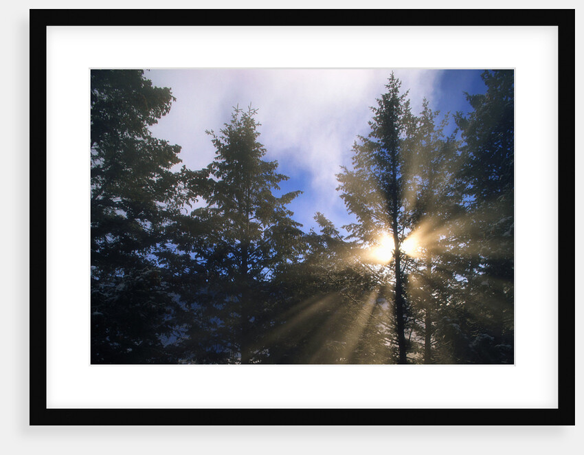 Sunlight Through Evergreen Forest by Anonymous