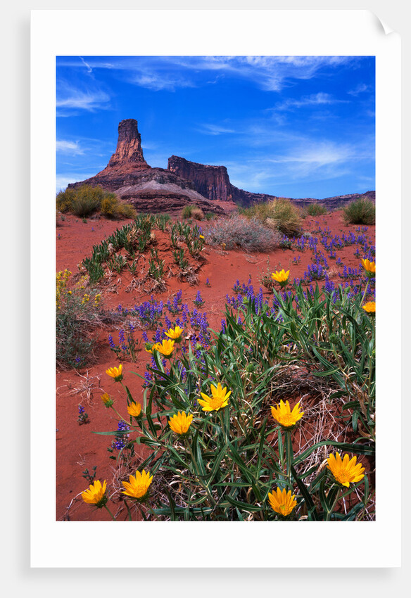 Wildflowers at Dead Horse Point by Anonymous