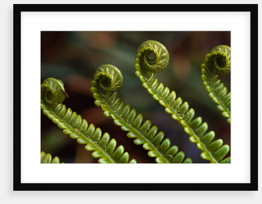 Bracken Fern Fronds by Anonymous