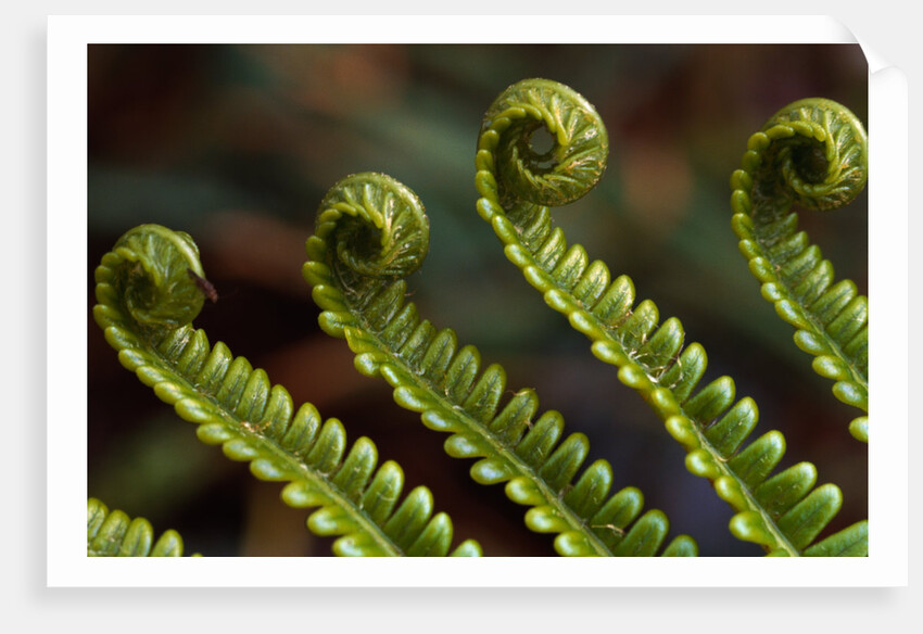 Bracken Fern Fronds by Anonymous
