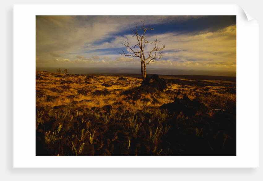 Tree Killed by Lava Flow by Anonymous