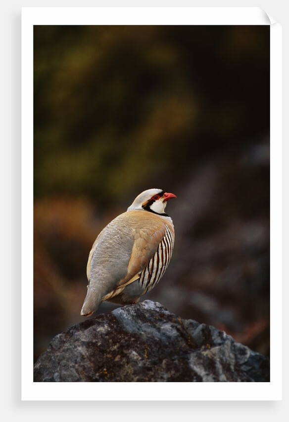 Chukar Vocalizing by Anonymous
