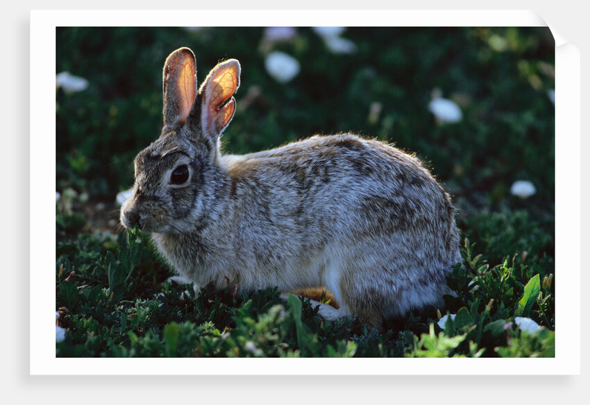 Eastern Cottontail by Anonymous