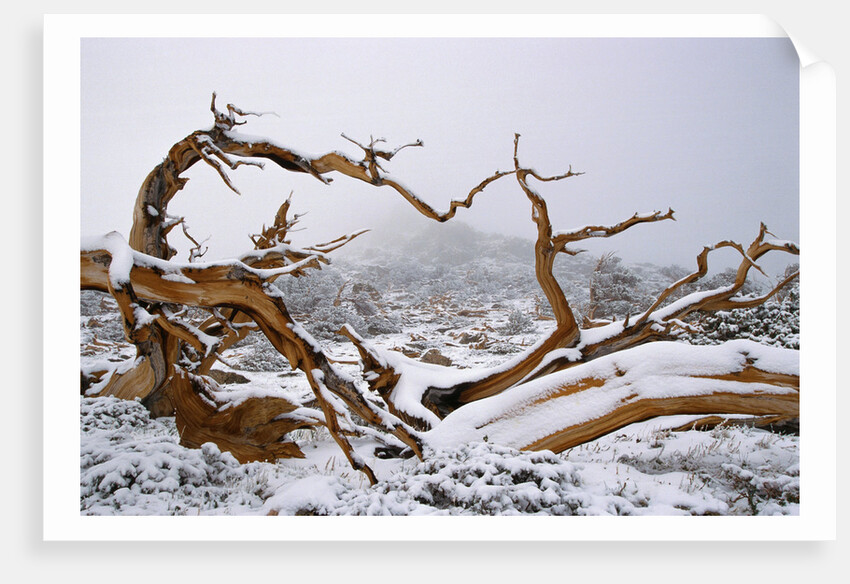 Snow Covered Bristlecone Pine on Mount Goliath by Anonymous