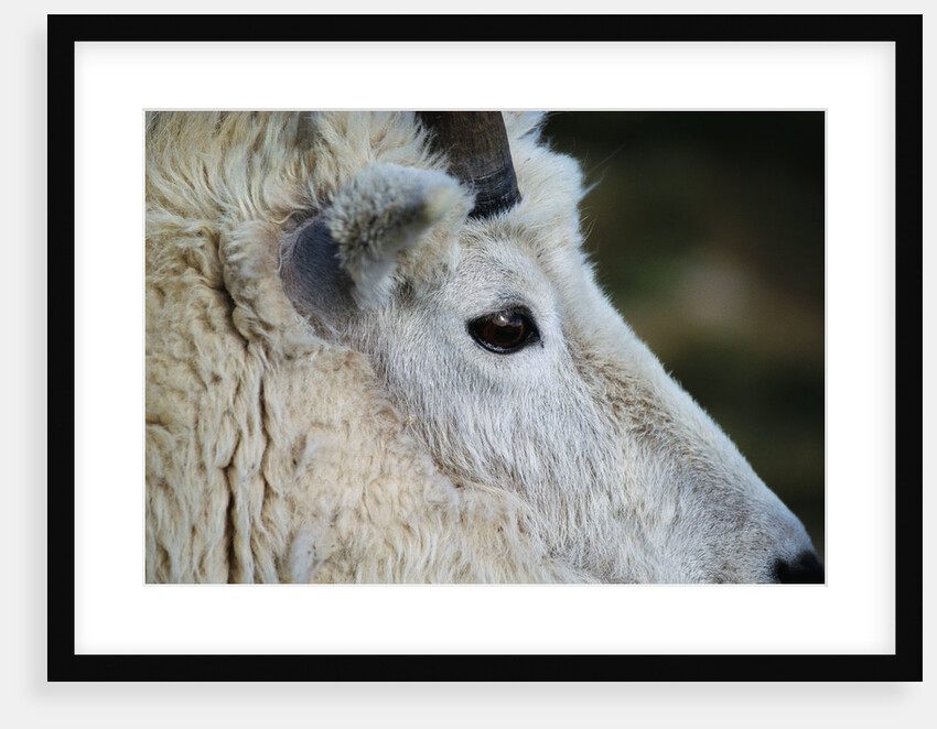 Mountain Goat by Anonymous