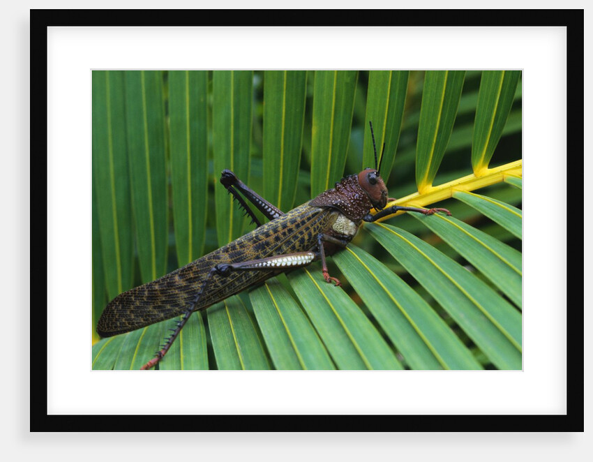 Giant Grasshopper on Leaf by Anonymous