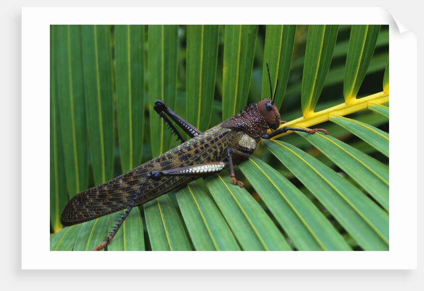 Giant Grasshopper on Leaf by Anonymous