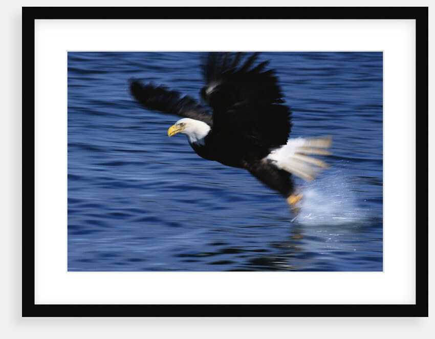 Bald Eagle Grabbing a Fish by Anonymous