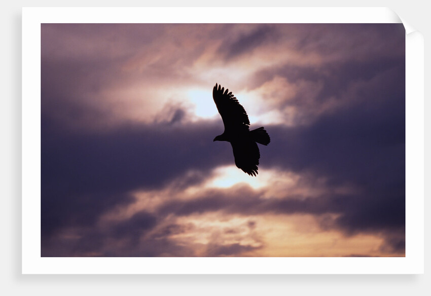 Bald Eagle in Flight by Anonymous