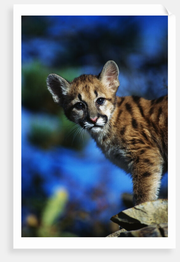Mountain Lion Cub by Anonymous