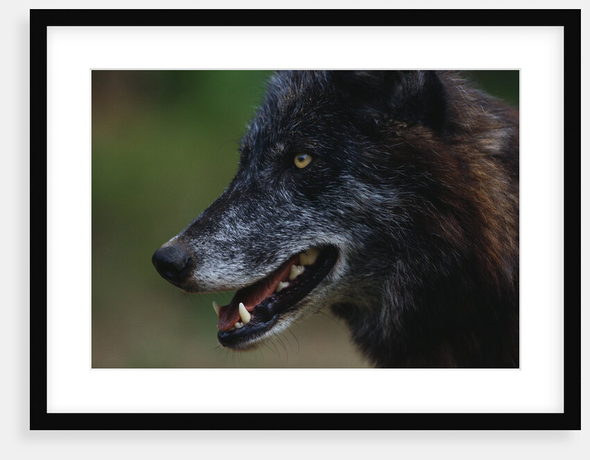 Gray Wolf by Anonymous