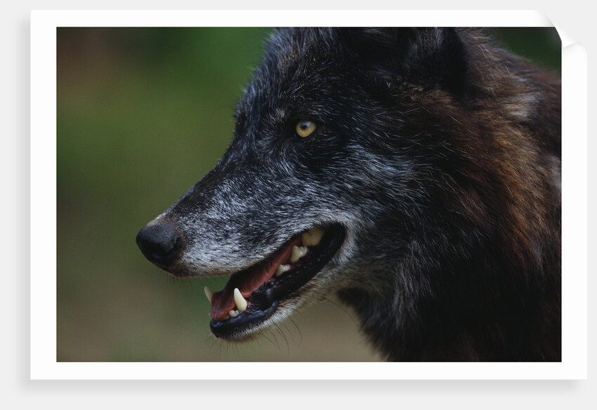 Gray Wolf by Anonymous