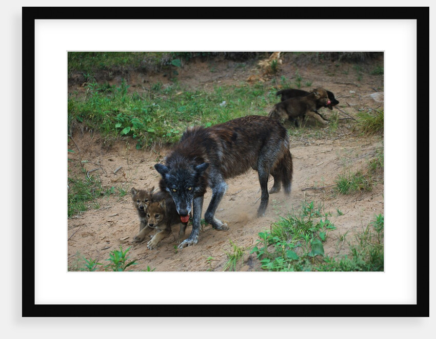 Gray Wolf with Pups by Anonymous
