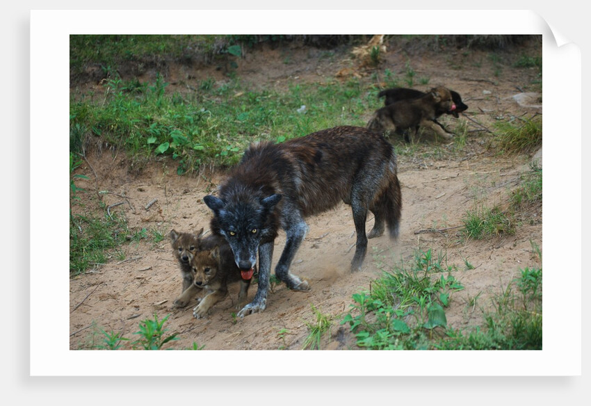 Gray Wolf with Pups by Anonymous