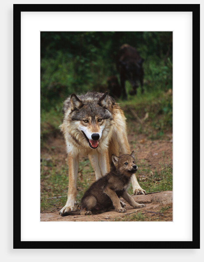 Grey Wolf with Pup by Anonymous